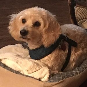 Meet your Posher, Pearl